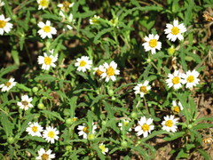 Melampodium cinereum