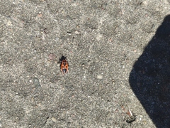 Pyrrhocoris apterus