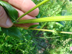 Erigeron philadelphicus