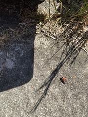Pyrrhocoris apterus