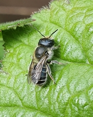 Osmia caerulescens