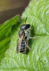 Osmia caerulescens