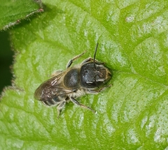 Osmia caerulescens