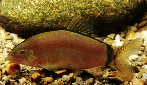 Skunk loach (Yasuhikotakia morleti) — Cobitidae