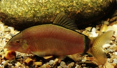 Hora's Loach photo 5