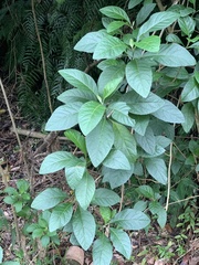 Gymnanthemum amygdalinum
