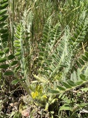 Astragalus exscapus