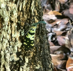 Pyrops viridirostris