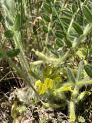 Astragalus exscapus