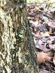 Pyrops viridirostris