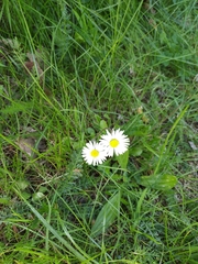 Bellis perennis