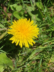 Taraxacum officinale