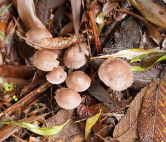 Mycena vinacea