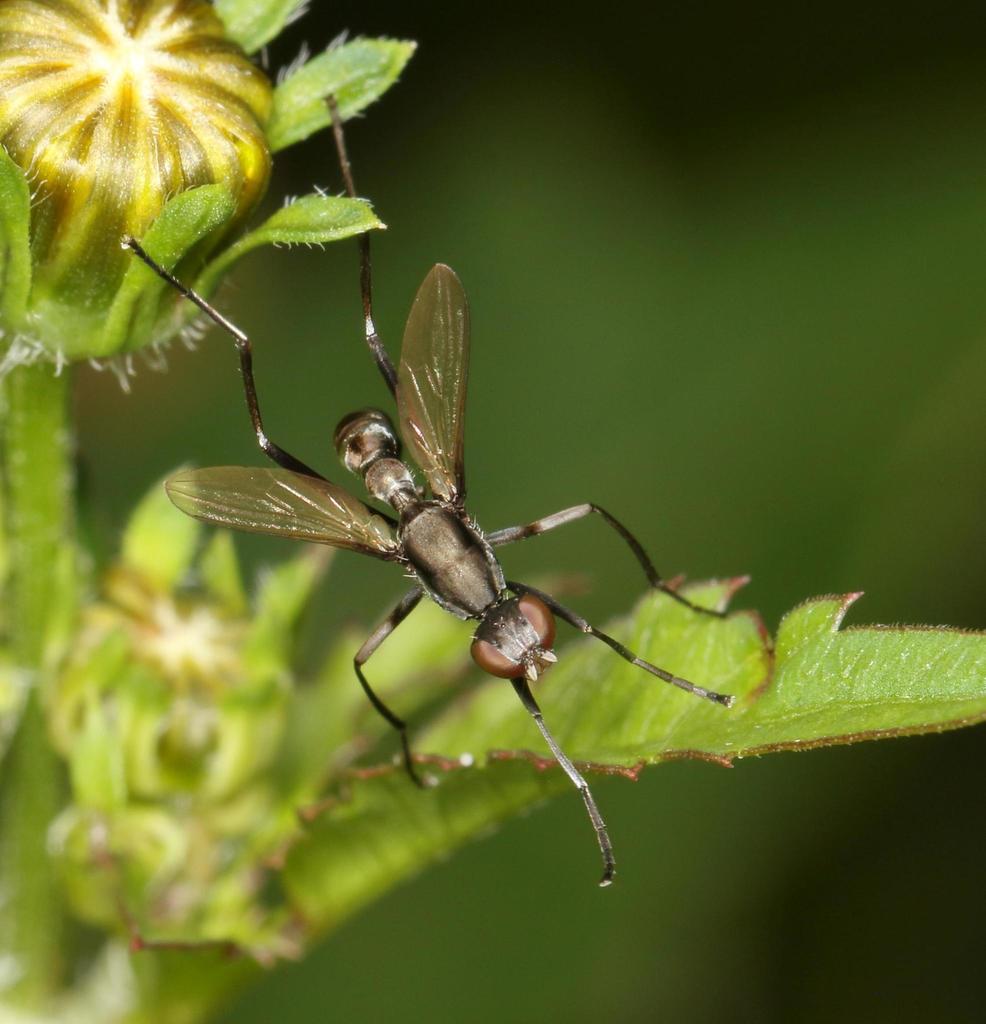 Black Scavenger Flies