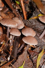 Mycena vinacea