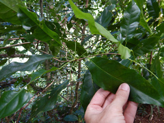 Elaeocarpus floridanus