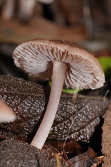 Mycena vinacea
