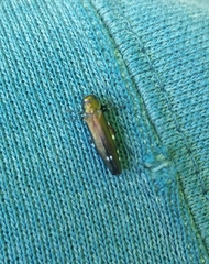 Agrilus biguttatus