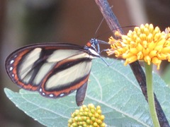 Ithomia salapia
