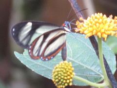 Ithomia salapia