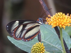 Ithomia salapia