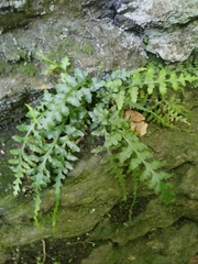 Asplenium × trudellii