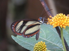 Ithomia salapia