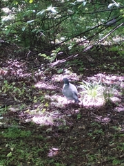 Columba palumbus