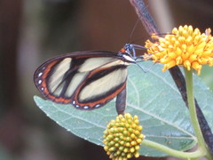 Ithomia salapia