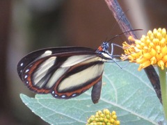Ithomia salapia