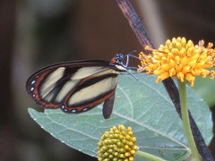 Ithomia salapia