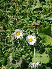 Bellis perennis