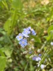 Myosotis decumbens