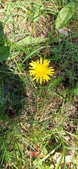 Taraxacum officinale