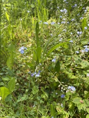 Myosotis decumbens