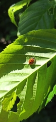 Harmonia axyridis