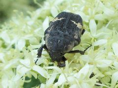 Glycyphana fulvistemma