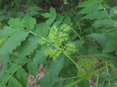 Picrasma quassioides