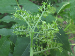 Picrasma quassioides