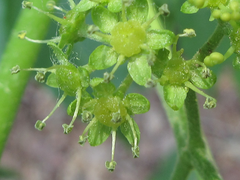 Picrasma quassioides