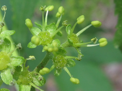 Picrasma quassioides