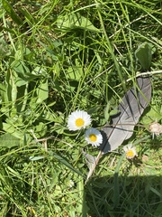 Bellis perennis