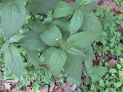 Scrophularia kakudensis