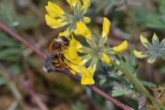 Osmia aurulenta