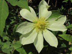 Clematis patens