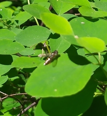 Syrphidae