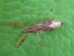 Gorpis brevilineatus