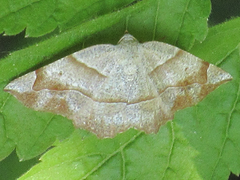 Endropiodes indictinaria