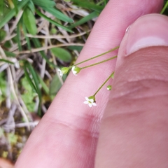 Androsace filiformis