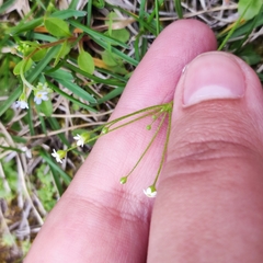 Androsace filiformis